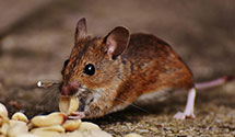 hoarding-cleanup-pest-control Experts in Leicester